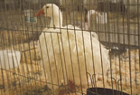 Sebastopol gander Sebastopol gander